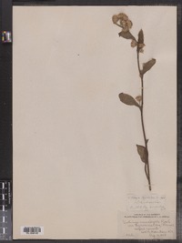 Solidago macrophylla image