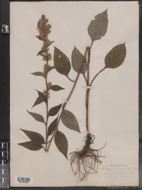 Solidago macrophylla image