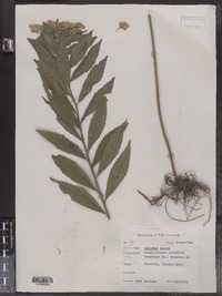 Solidago rugosa image