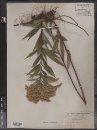 Solidago gigantea image