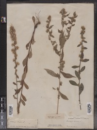 Solidago bicolor image