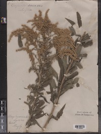 Solidago canadensis image