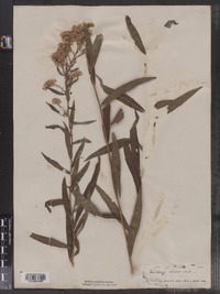 Solidago odora image