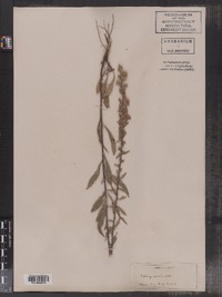 Solidago puberula image