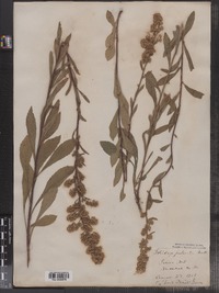 Solidago puberula image