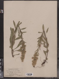 Solidago puberula image