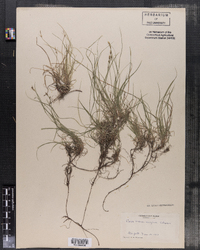 Carex novae-angliae image