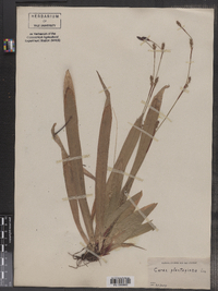 Carex plantaginea image