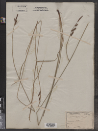 Image of Carex aperta