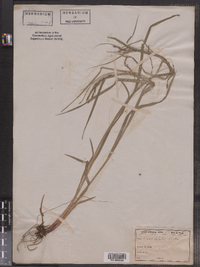 Carex debilis image