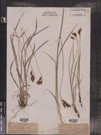 Carex striata image