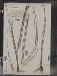 Eleocharis palustris image