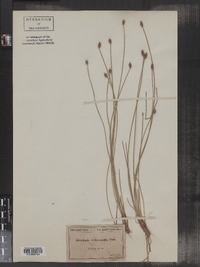 Eleocharis melanocarpa image