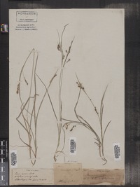 Carex foenea image