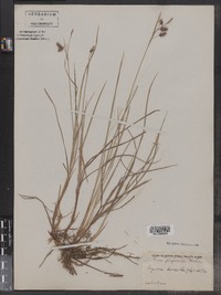 Carex magellanica ssp. irrigua image