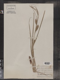 Image of Carex aristata