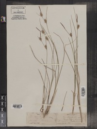 Carex oligosperma image