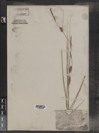 Carex striata image