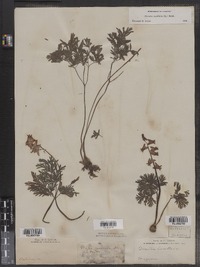 Dicentra cucullaria image