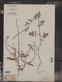 Sisymbrium officinale image