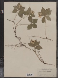 Cornus canadensis image