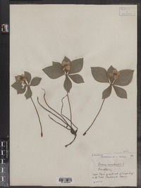 Cornus canadensis image