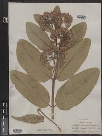 Asclepias syriaca image