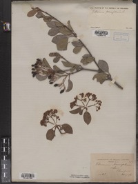 Viburnum prunifolium image