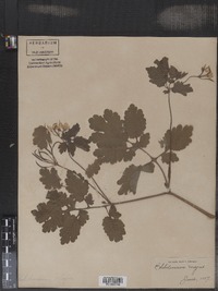 Chelidonium majus image