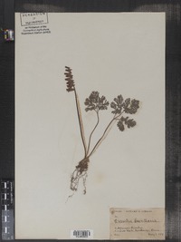 Dicentra cucullaria image