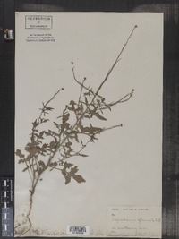 Sisymbrium officinale image