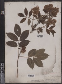 Sambucus racemosa image