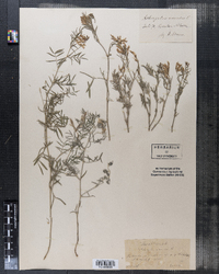 Image of Astragalus aretioides