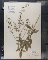 Desmodium obtusum image