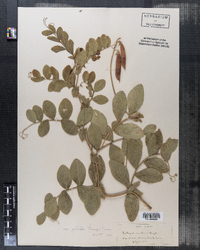 Lathyrus japonicus var. maritimus image