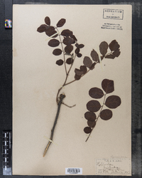 Robinia hispida image