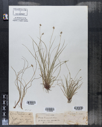 Image of Carex alpestris