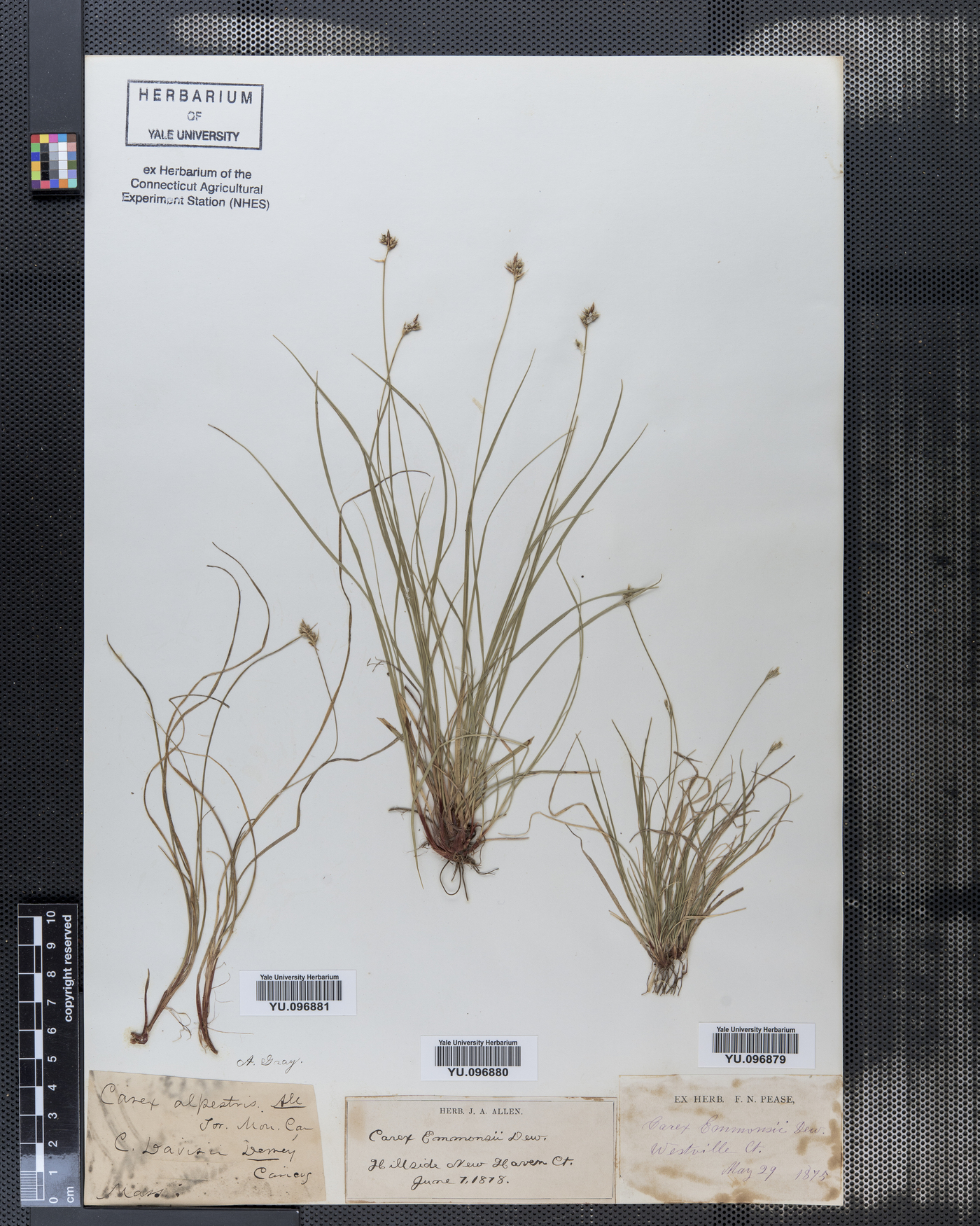 Carex alpestris image