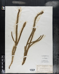 Lycopodiella alopecuroides image