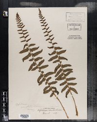 Polystichum acrostichoides image