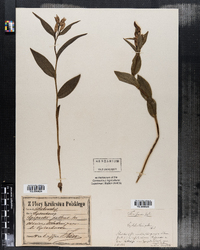 Image of Epipactis pallens