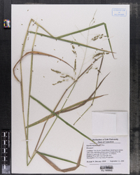 Leersia oryzoides image