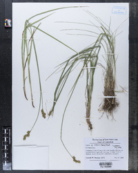 Carex brevior image