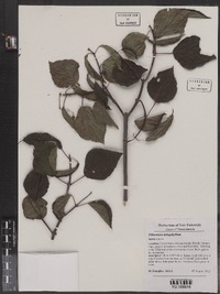 Image of Viburnum lobophyllum