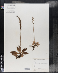 Image of Epipactis repens