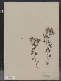 Geranium bicknellii image