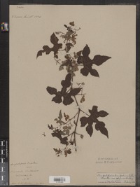 Ampelopsis brevipedunculata image