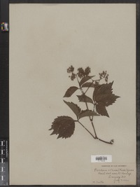 Parthenocissus vitacea image