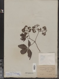 Parthenocissus vitacea image