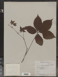 Image of Vitis hederacea